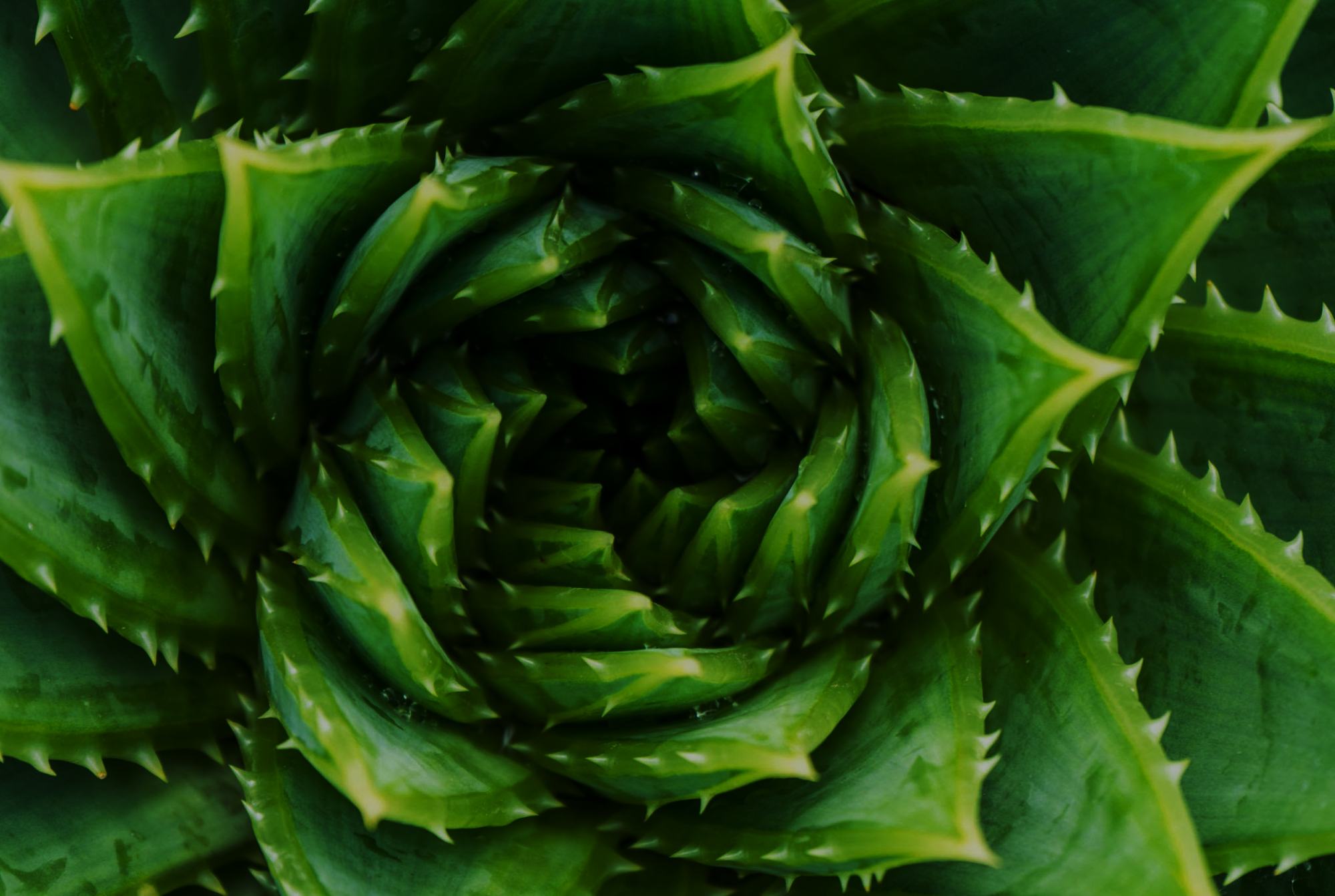 A succulent seen from above, leaves spiralling from the centre
